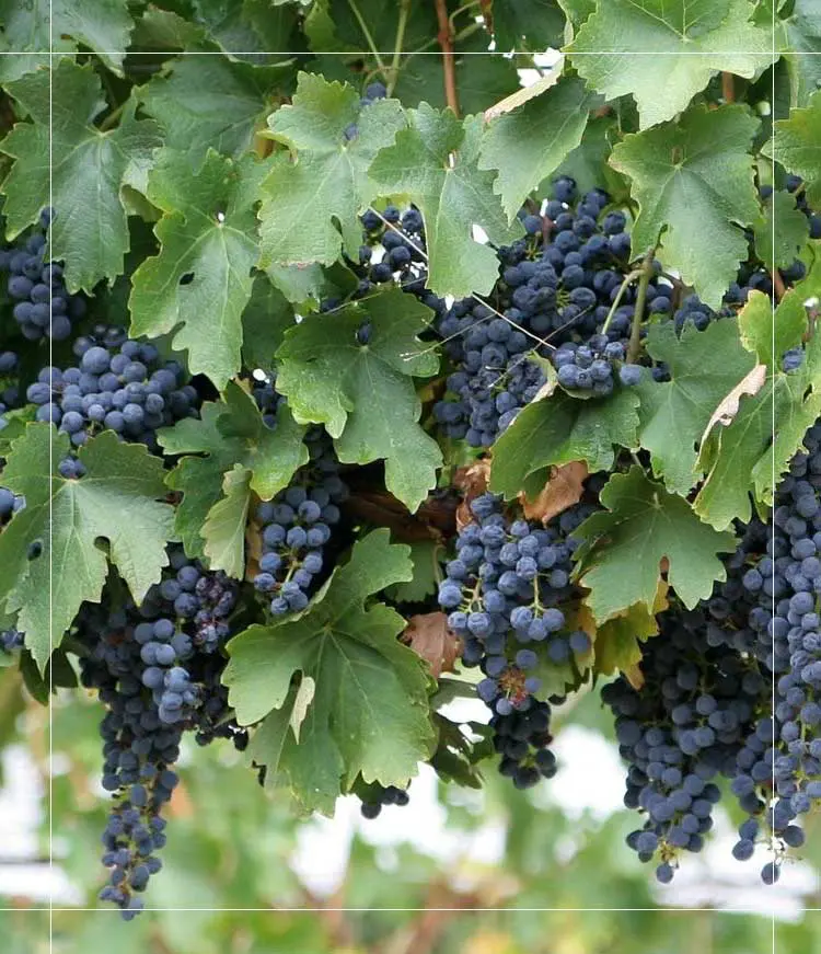 Grapes on Vineyard